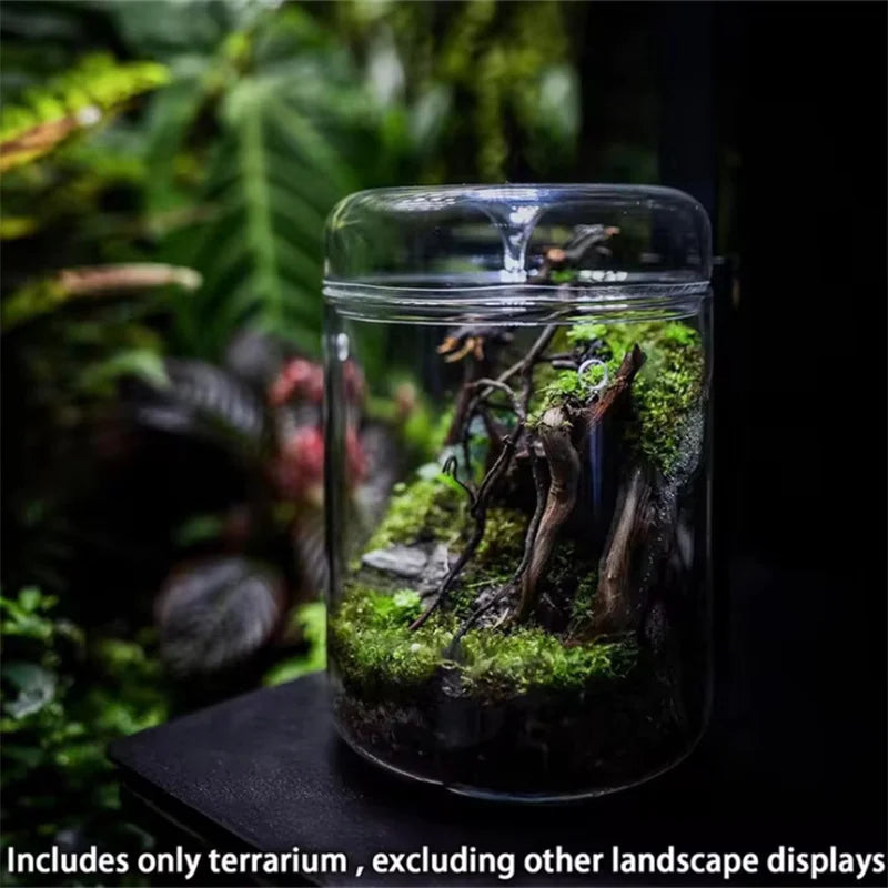 Glass Bottles Creativity Dew Collection Glass Vase Micro Landscape Succulent Moss Bansai Landscape Glass Terrarium Home Decor